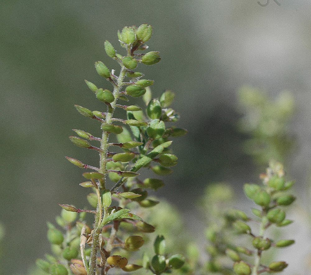 Brassicaceae Lepidium densiflorum