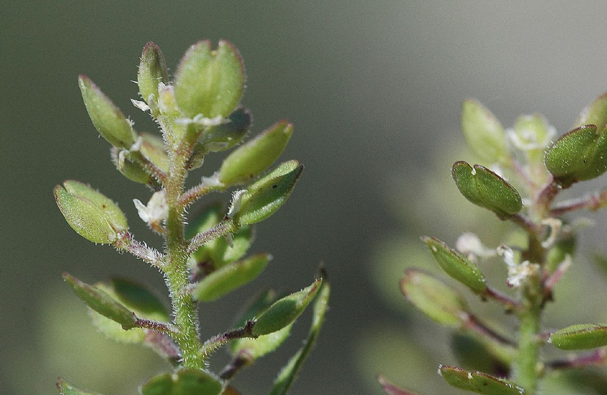 Brassicaceae Lepidium densiflorum