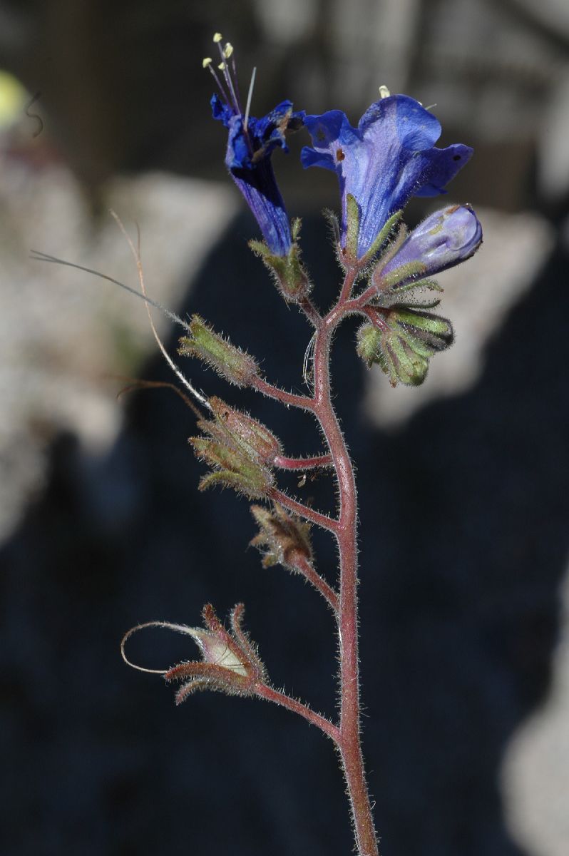 Hydrophyllaceae Phacelia crenuatum