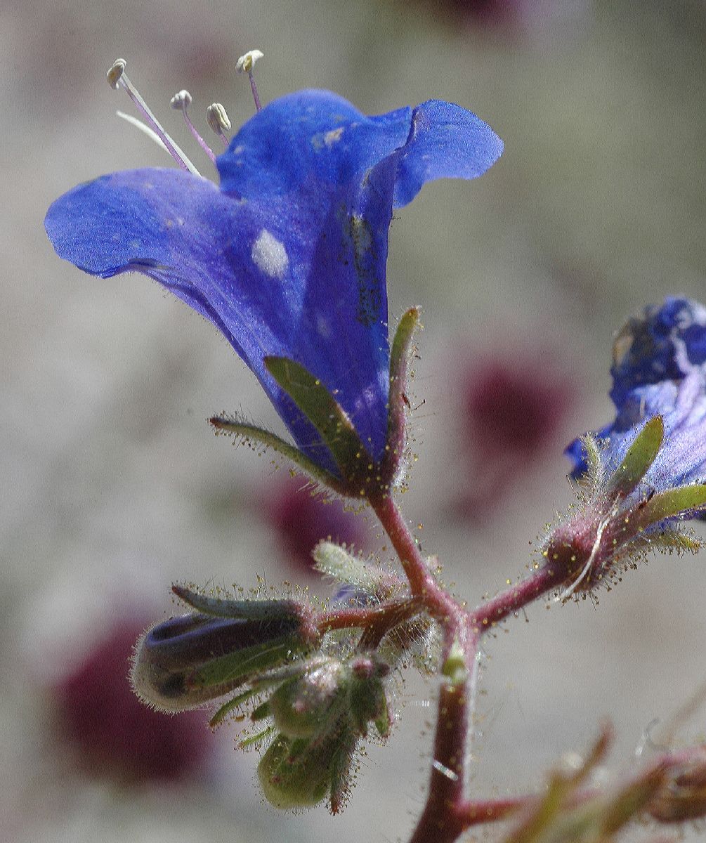 Hydrophyllaceae Phacelia crenuatum