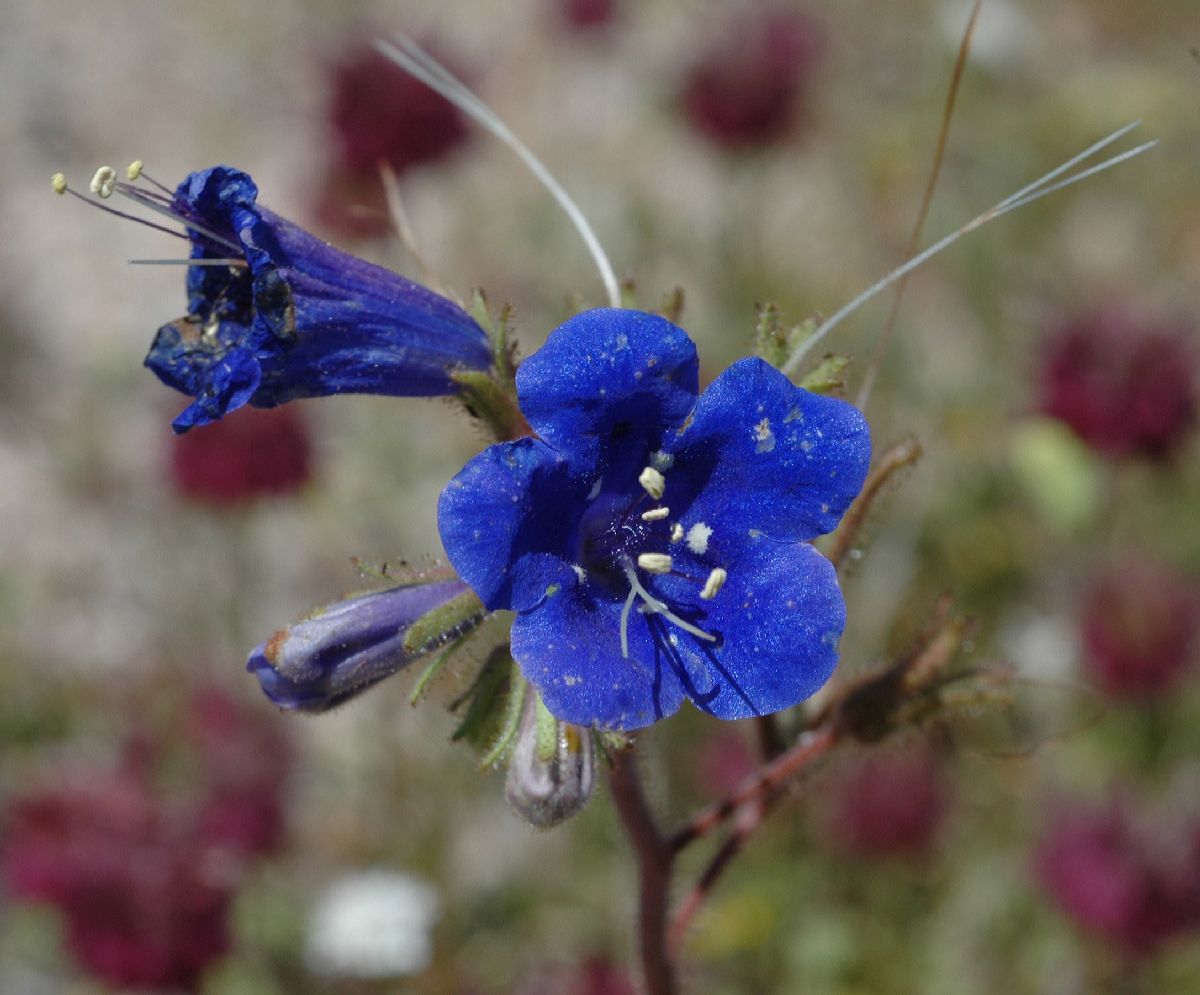 Hydrophyllaceae Phacelia crenuatum