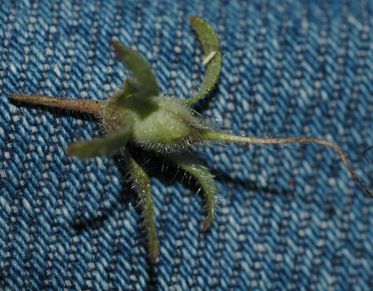 Hydrophyllaceae Phacelia crenuatum