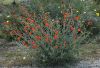 image of Sphaeralcea ambiguum