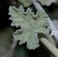 image of Sphaeralcea ambiguum