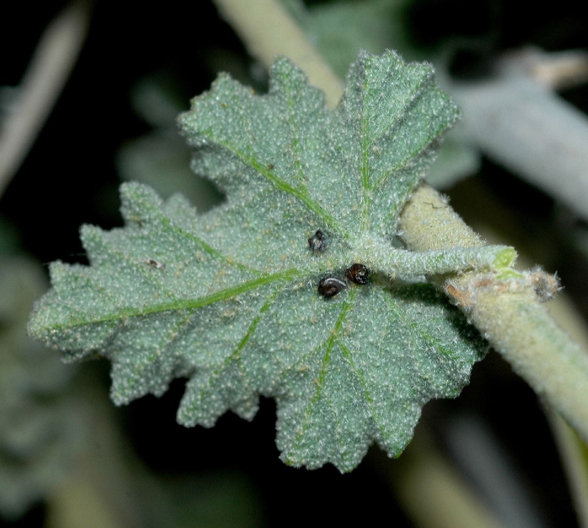 Malvaceae Sphaeralcea ambiguum
