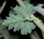 image of Sphaeralcea ambiguum