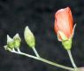 image of Sphaeralcea ambiguum
