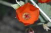 image of Sphaeralcea ambiguum