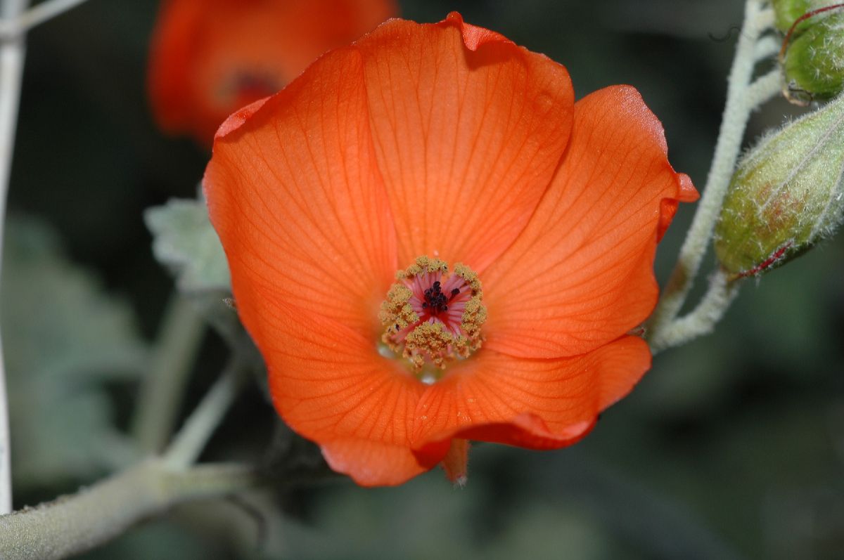 Malvaceae Sphaeralcea ambiguum