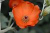 image of Sphaeralcea ambiguum