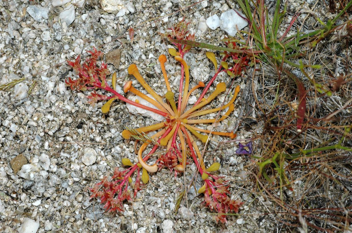 Portulacaceae Calyptridium monandrum