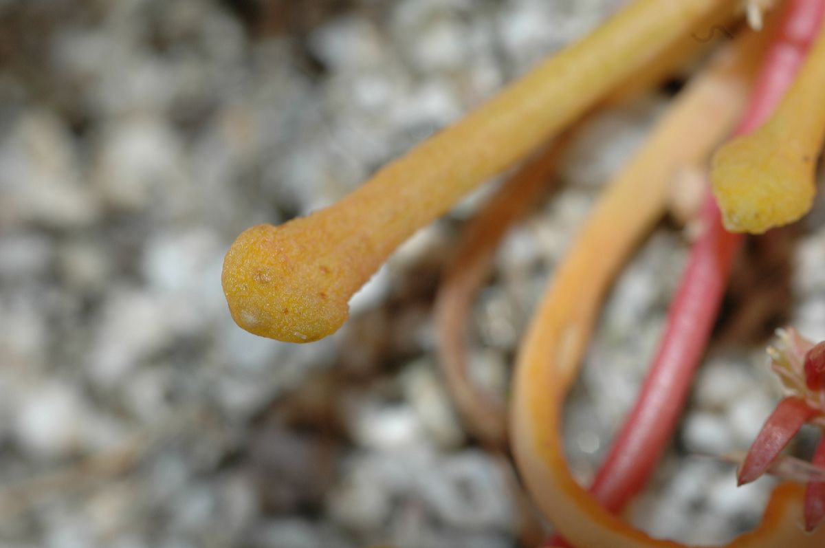 Portulacaceae Calyptridium monandrum