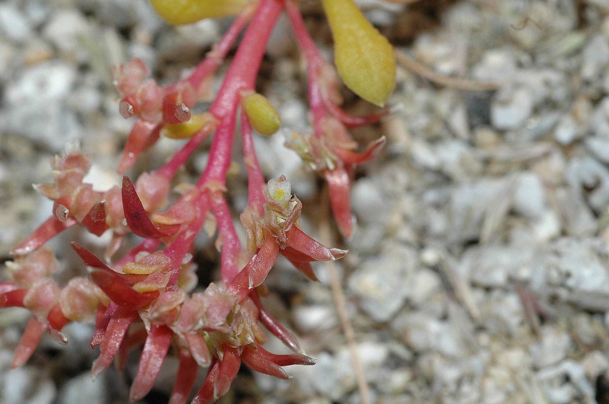 Portulacaceae Calyptridium monandrum