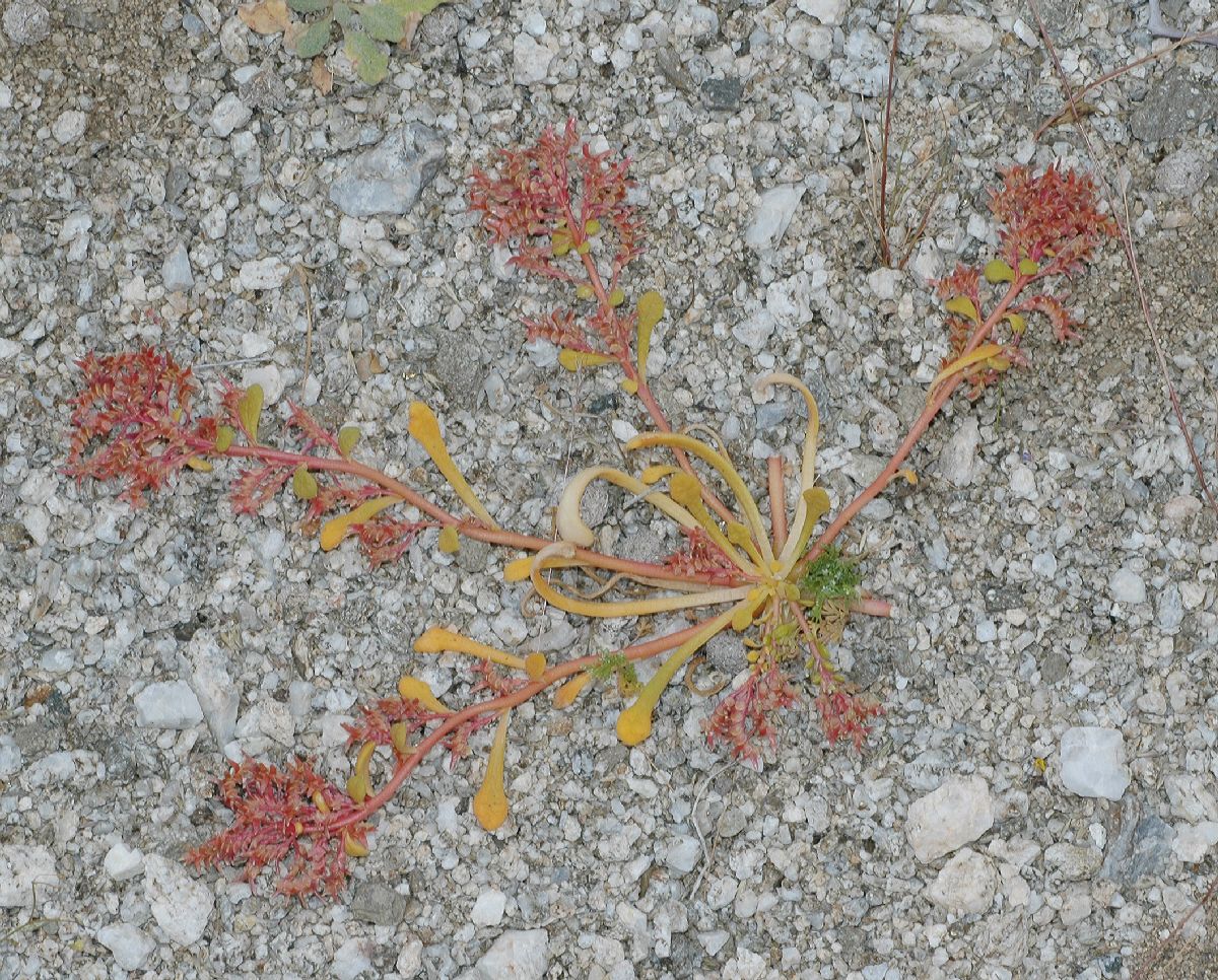 Portulacaceae Calyptridium monandrum