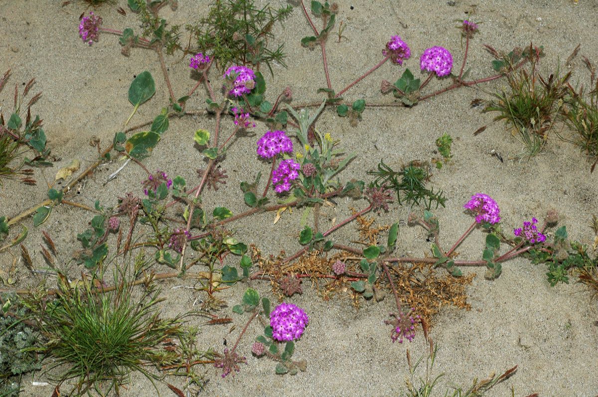 Nyctaginaceae Abronia villosa