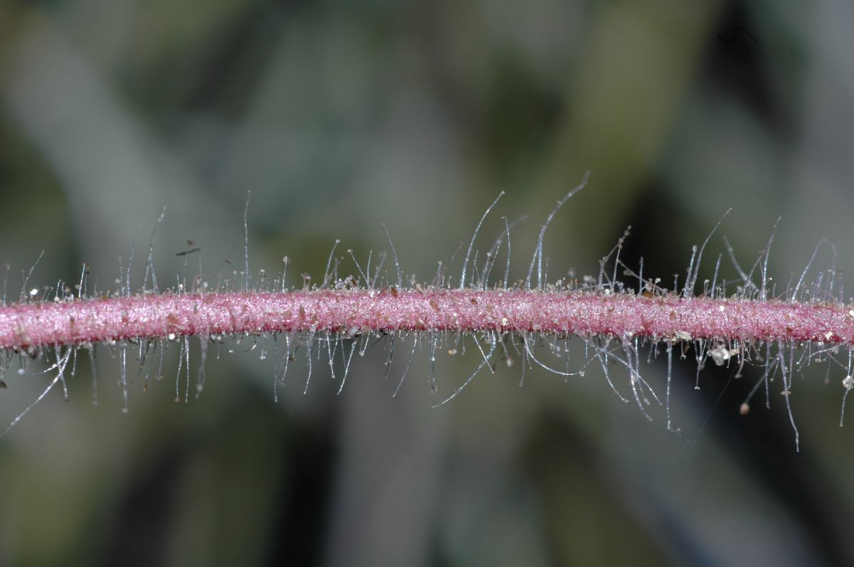 Nyctaginaceae Abronia villosa
