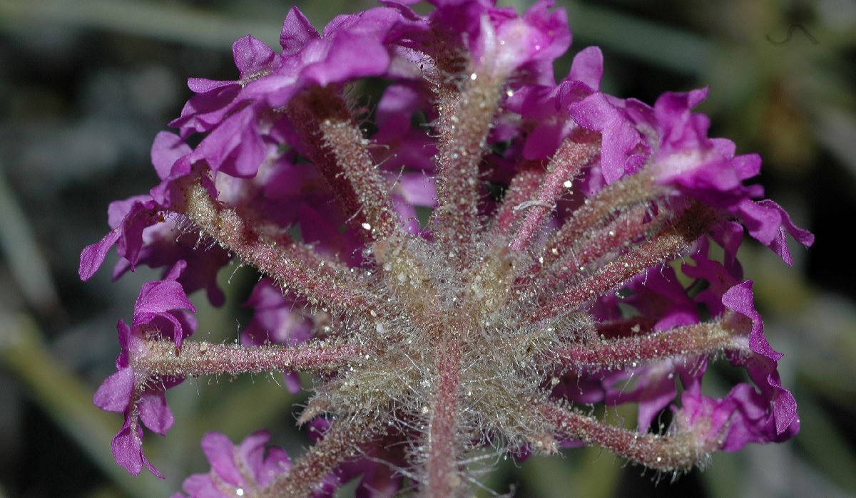 Nyctaginaceae Abronia villosa