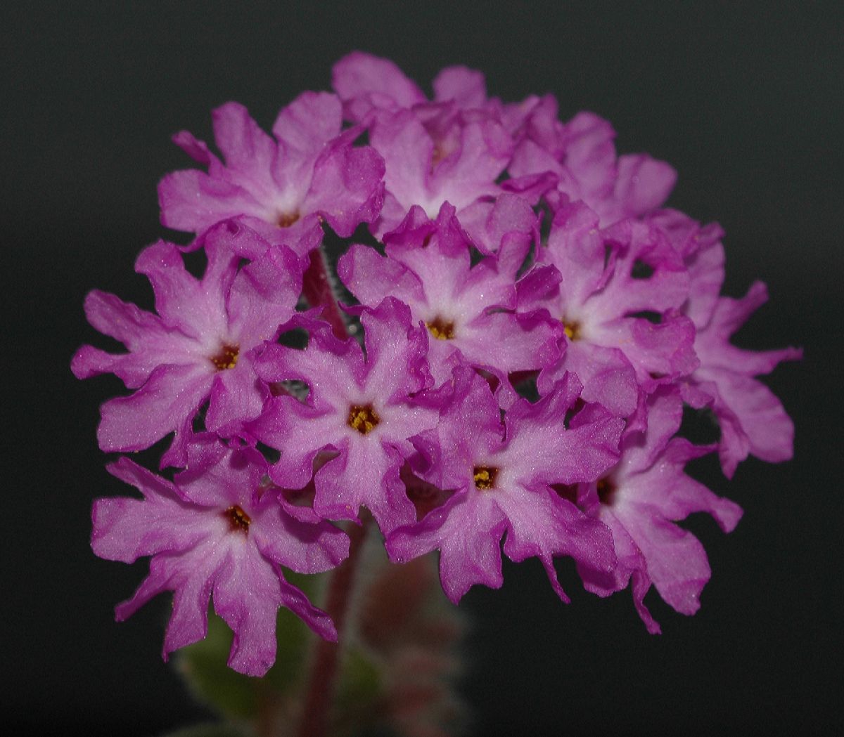 Nyctaginaceae Abronia villosa