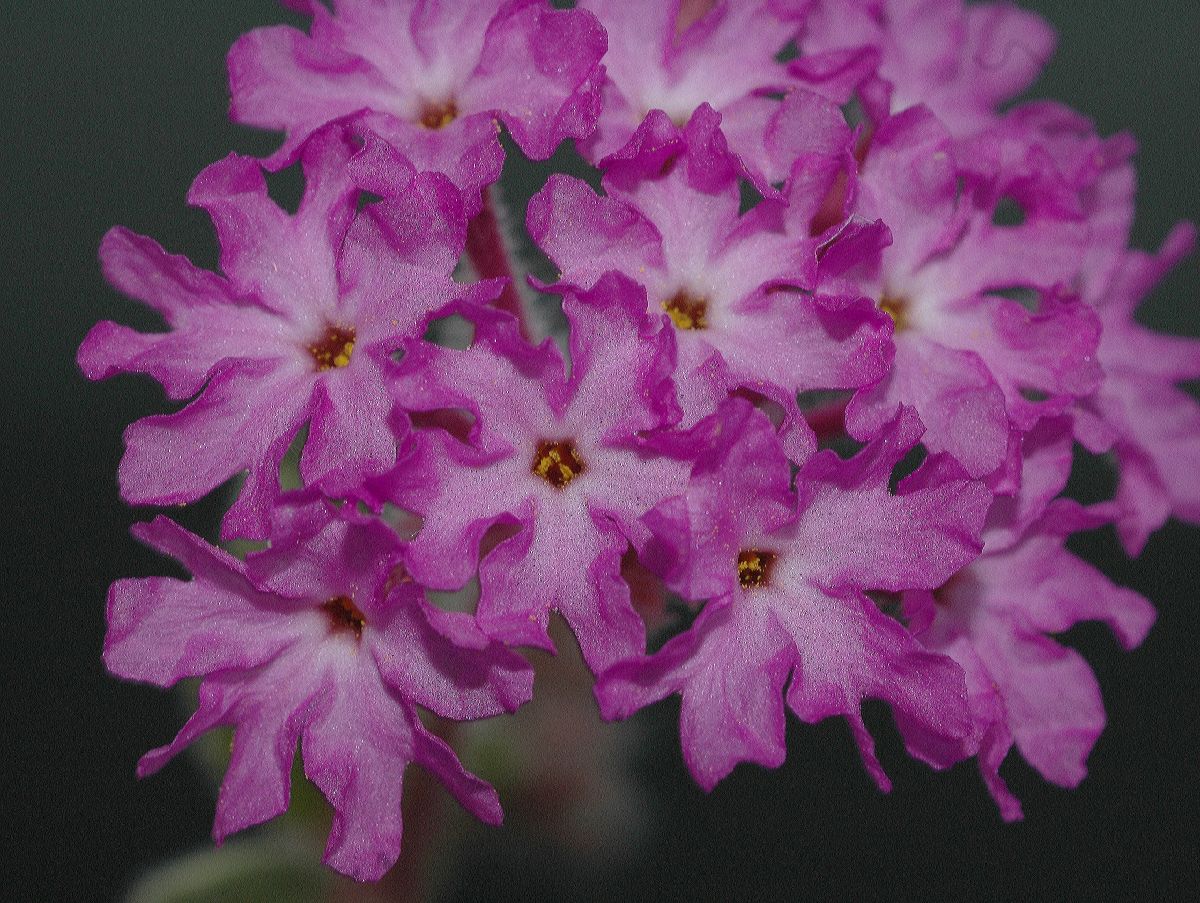 Nyctaginaceae Abronia villosa
