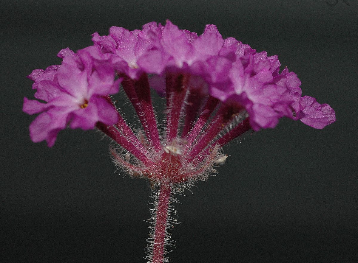 Nyctaginaceae Abronia villosa
