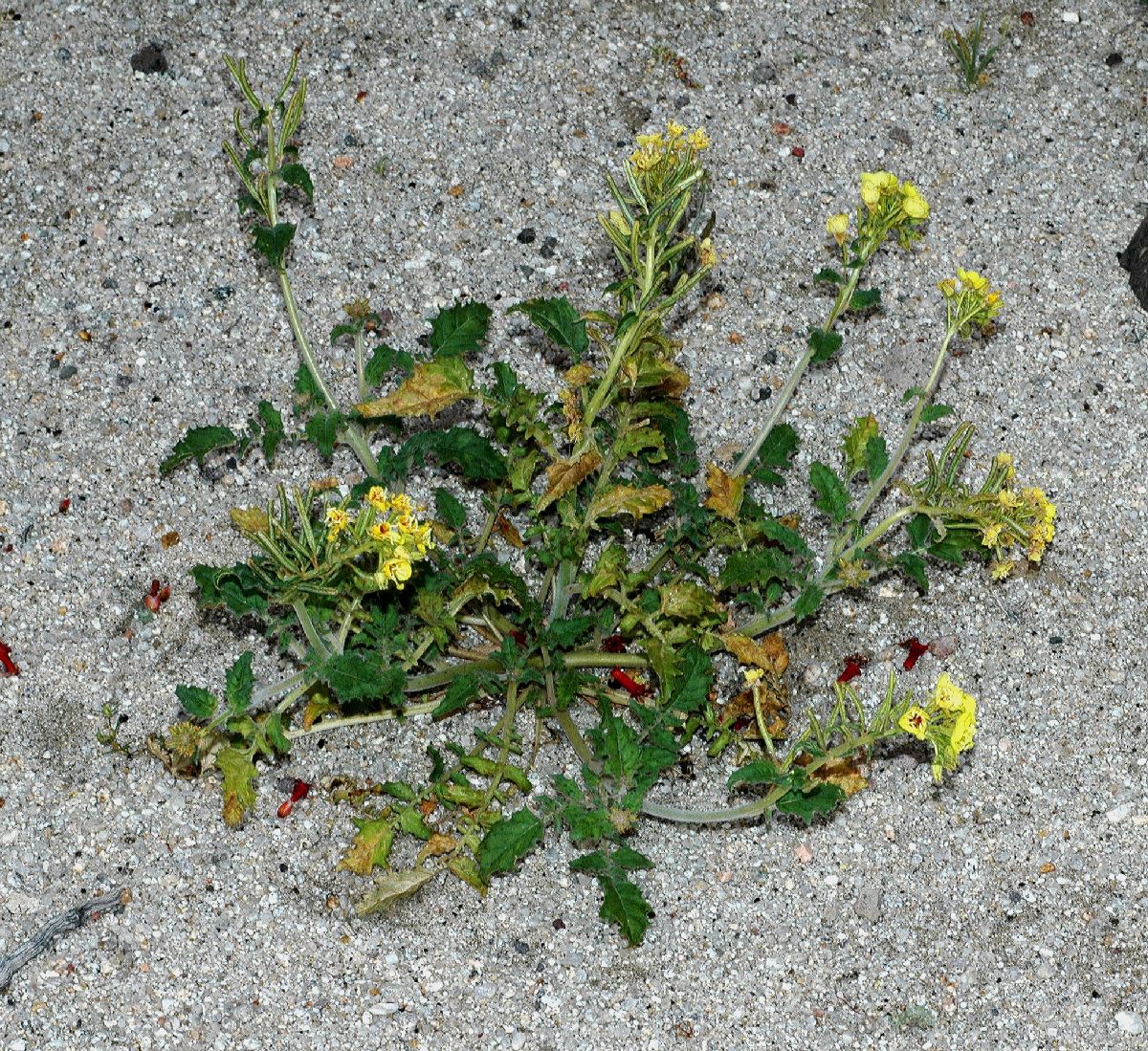 Onagraceae Chylismia claviformis