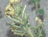 image of Chylismia claviformis