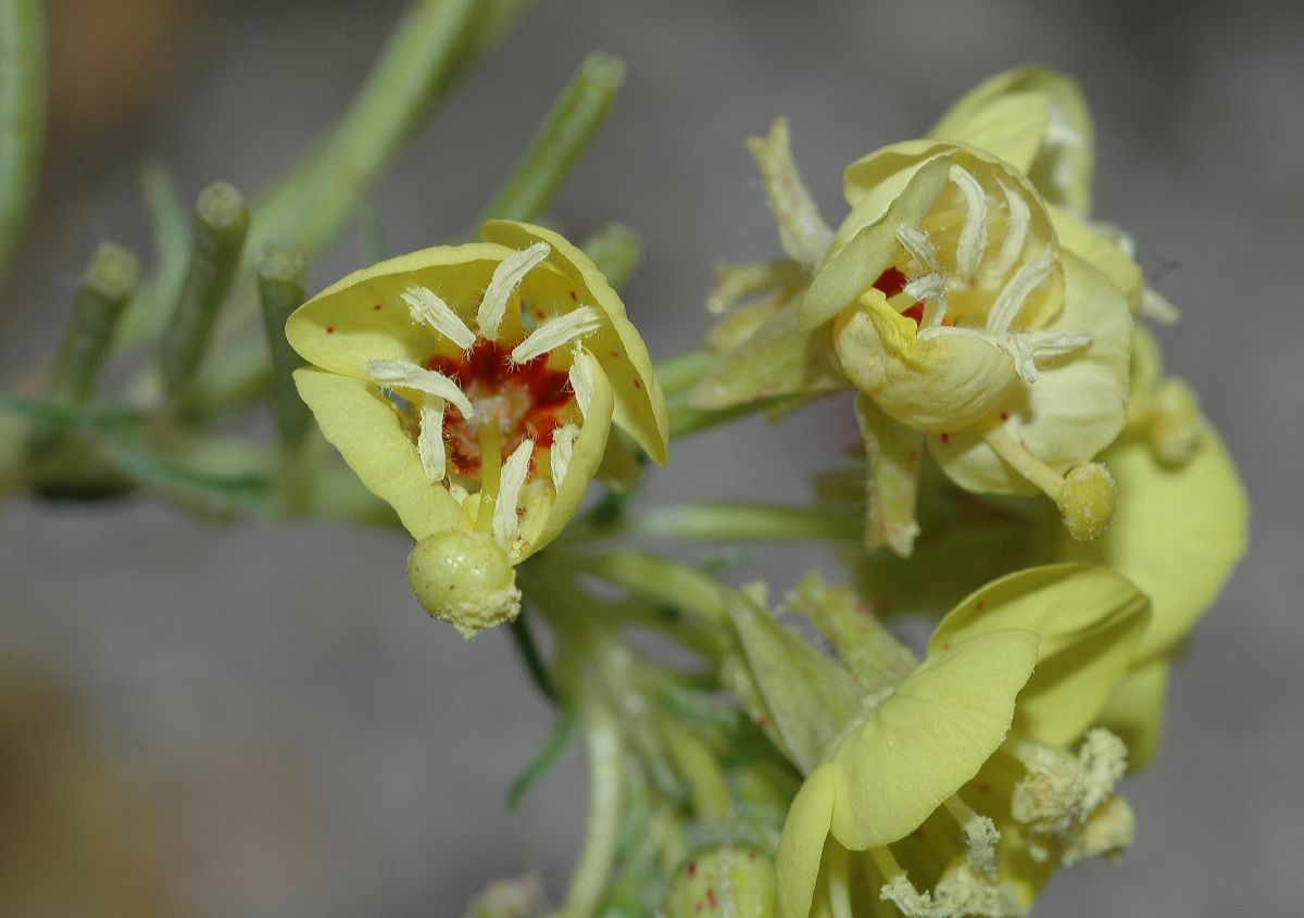 Onagraceae Chylismia claviformis