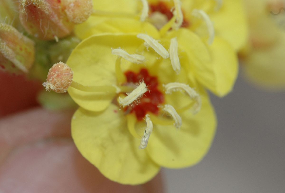 Onagraceae Camissonia munzii