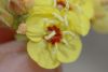 image of Camissonia munzii