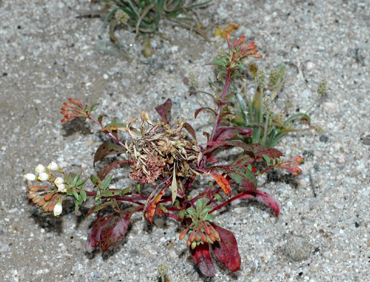 Onagraceae Camissonia boothii