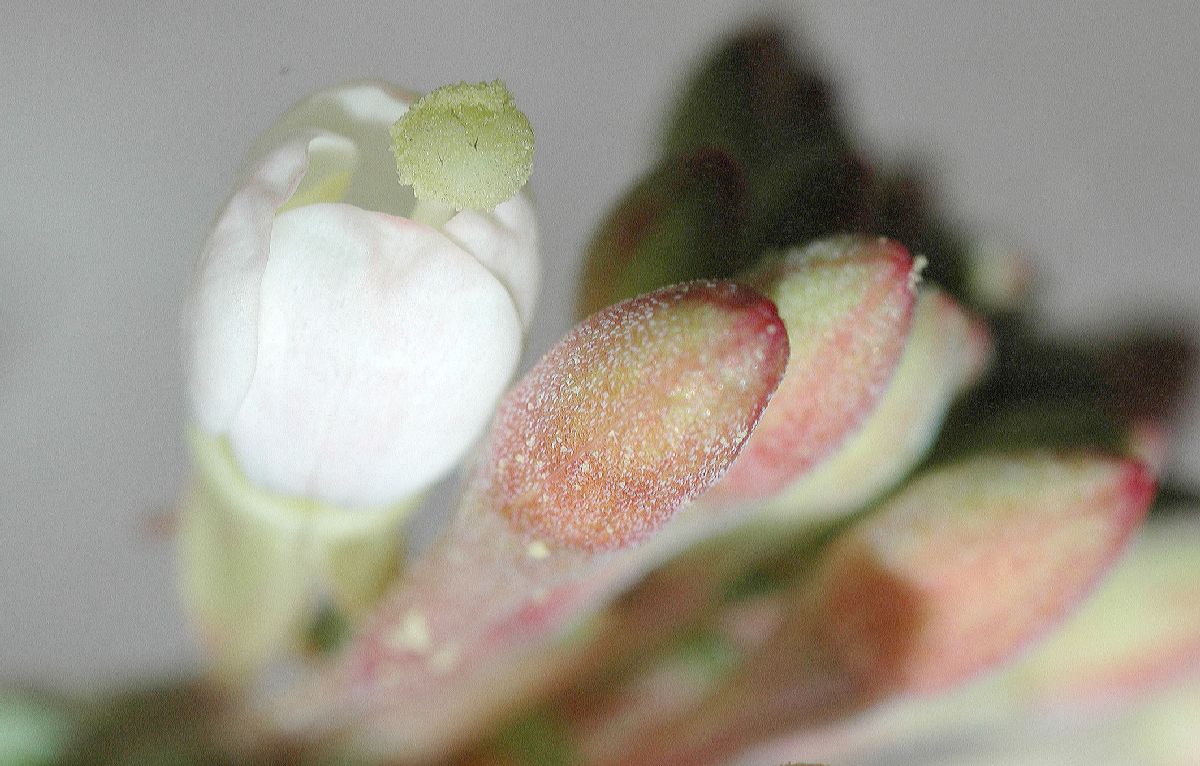 Onagraceae Camissonia boothii