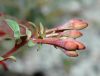 image of Camissonia boothii