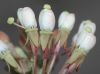 image of Camissonia boothii