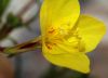 image of Camissonia californica