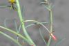 image of Camissonia californica
