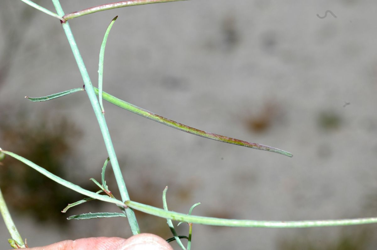 Onagraceae Camissonia californica