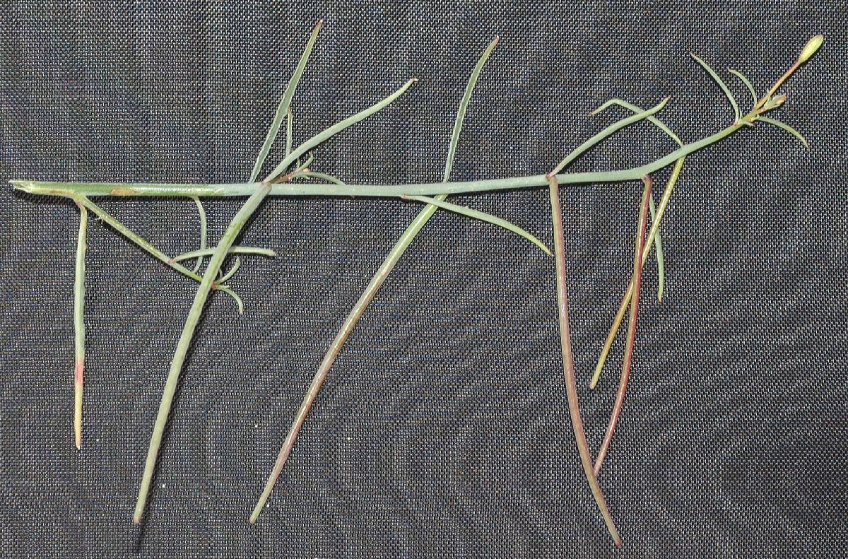 Onagraceae Camissonia californica