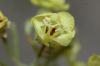 image of Camissonia munzii