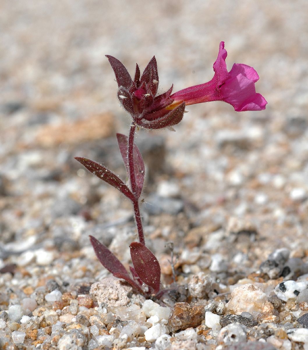 Phrymaceae Mimulus bigelovii