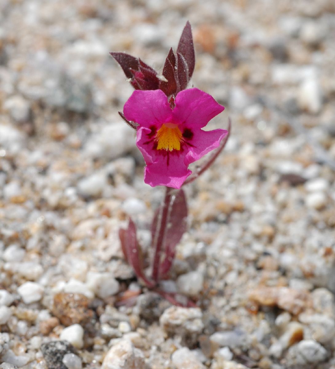 Phrymaceae Mimulus bigelovii