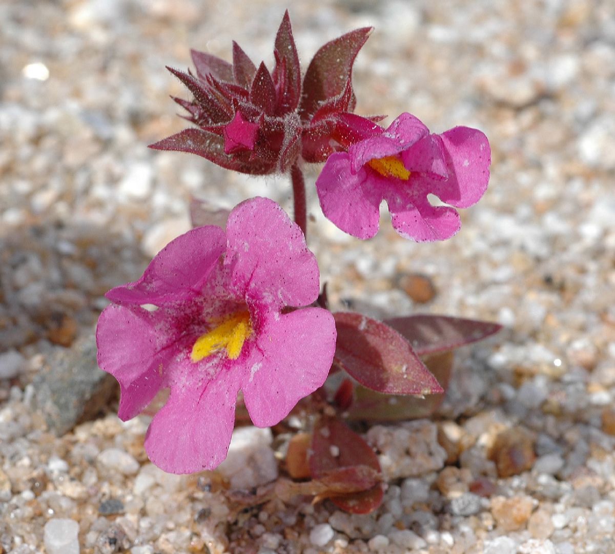 Phrymaceae Mimulus bigelovii