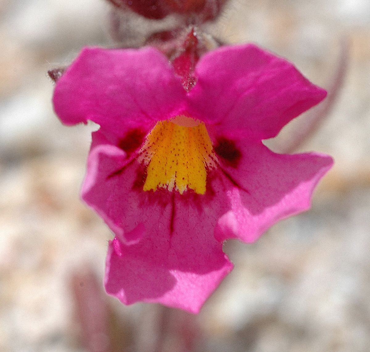 Phrymaceae Mimulus bigelovii