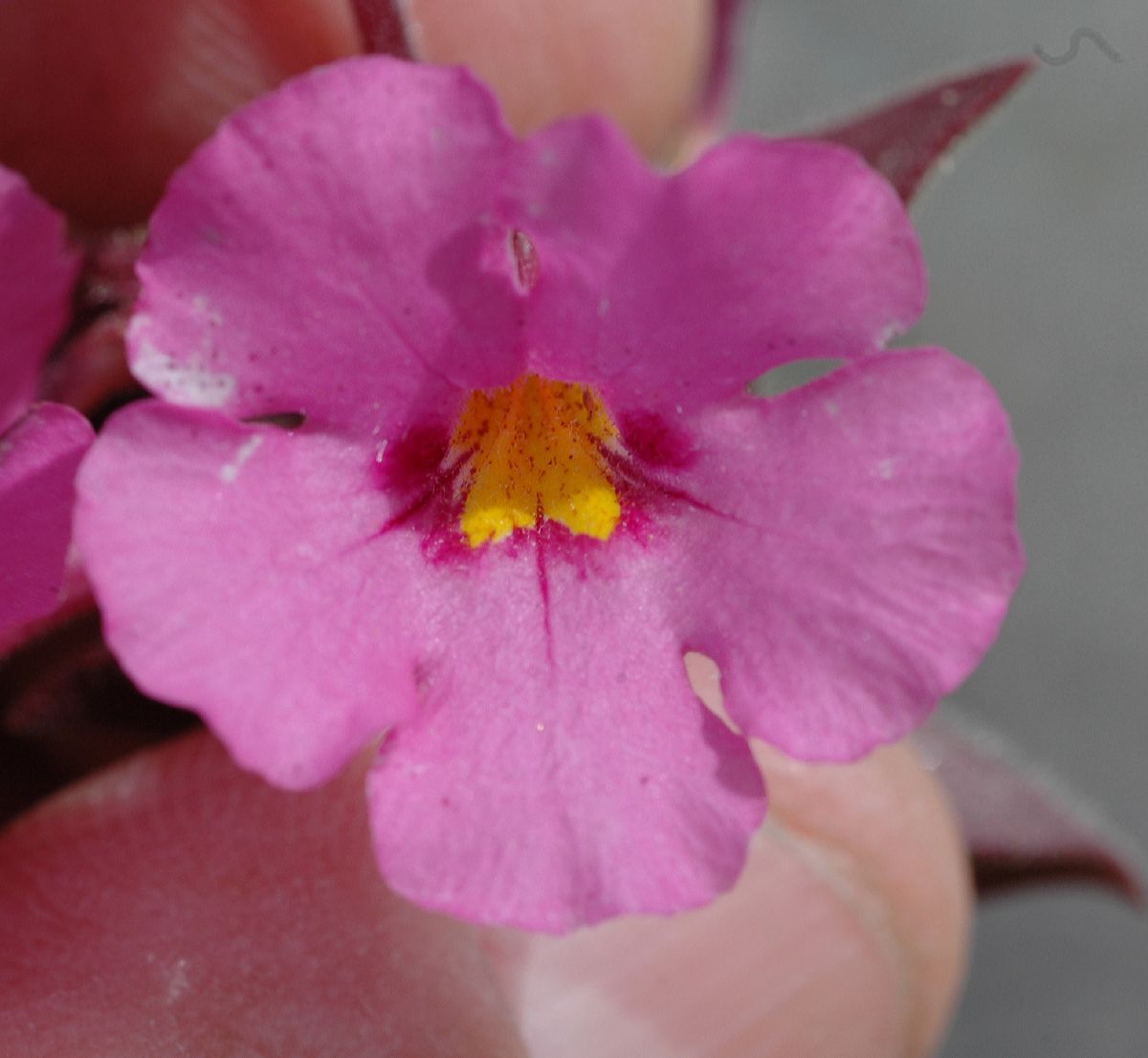Phrymaceae Mimulus bigelovii