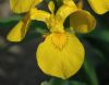 image of Iris pseudacorus