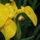 image of Iris pseudacorus