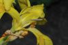 image of Iris pseudacorus