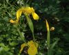 image of Iris pseudacorus