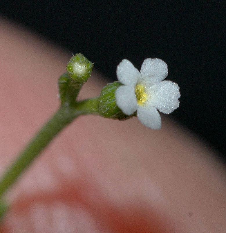 Boraginaceae Pectocarya 