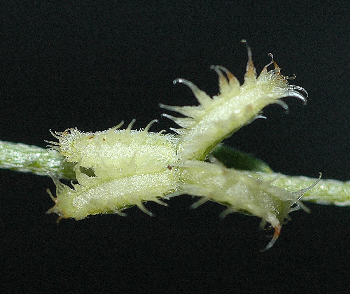 Boraginaceae Pectocarya 