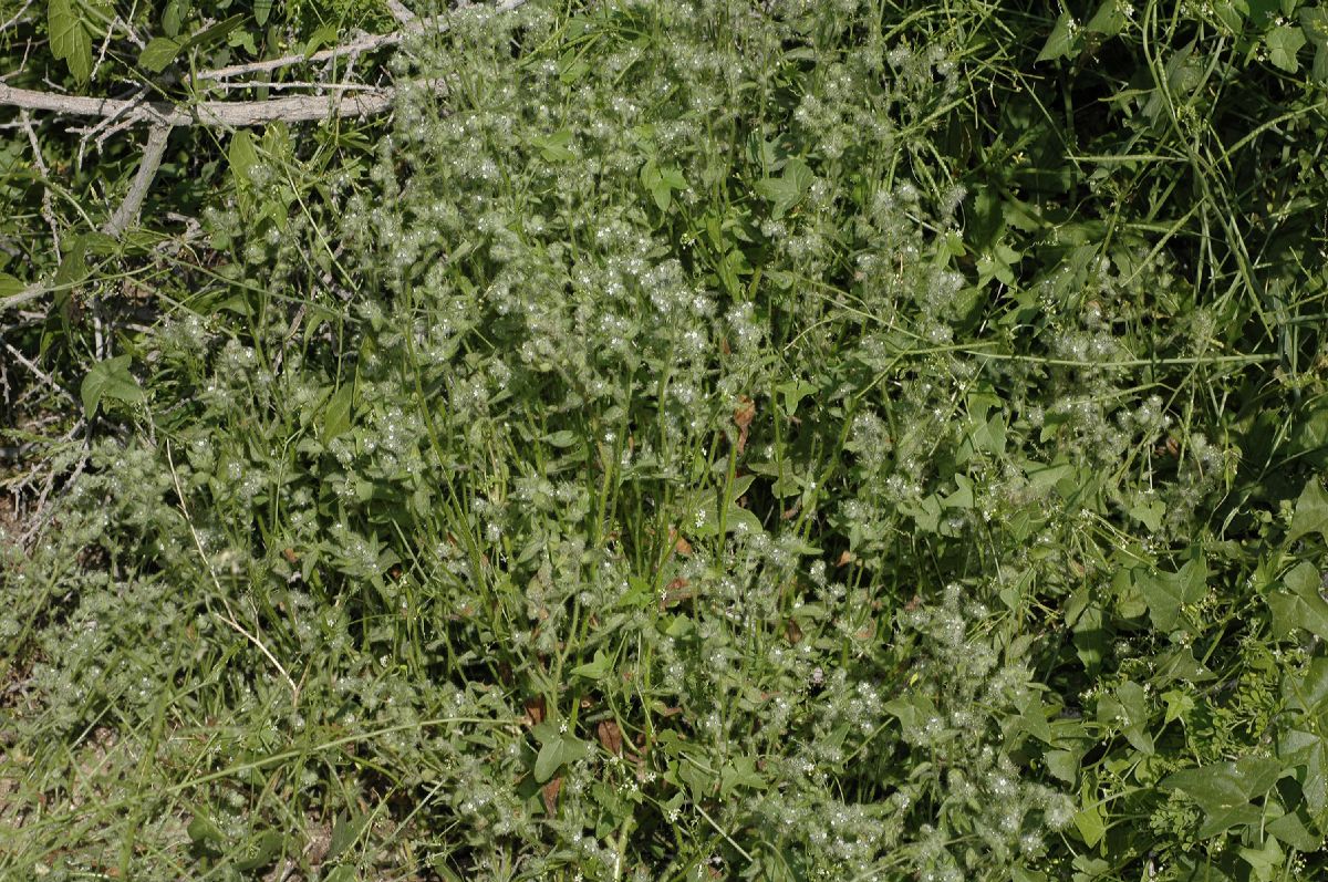 Boraginaceae Cryptantha decipiens